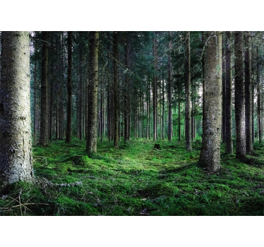 Fotomural naturaleza sendero del bosque frondoso - TenVinilo