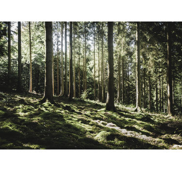 Fotomural bosque escena de bosque tranquilo - TenVinilo