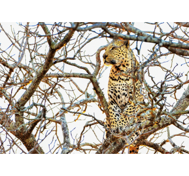 Fotomural animal leopardo entre ramas - TenVinilo