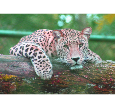 Fotomural animales leopardo descansando graciosamente - TenVinilo