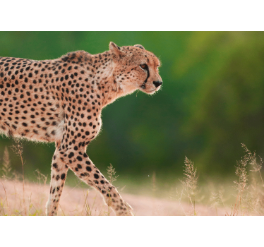 Fotomural animales guepardo en movimiento - TenVinilo