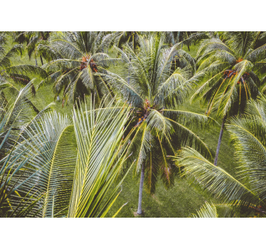 Fotomural naturaleza hojas de palma exuberantes - TenVinilo