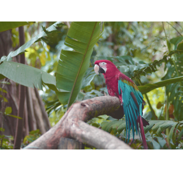 Fotomural animal loro guacamayo colorido - TenVinilo
