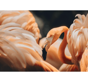 Fotomural animal escena de flamencos elegantes - TenVinilo