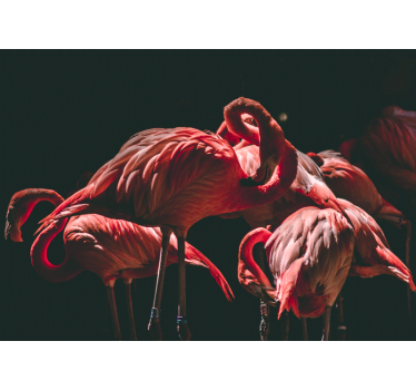 Fotomural animales serenidad de flamencos - TenVinilo