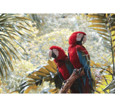 Fotomural animales pareja de guacamayos rojos - TenVinilo