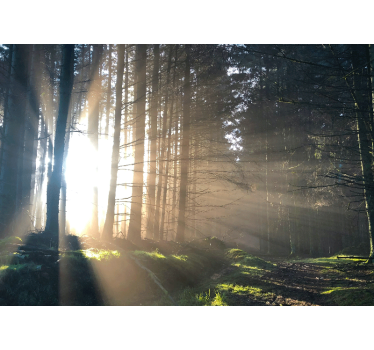 Fotomural bosque camino iluminado en el bosque - TenVinilo