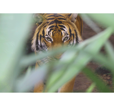 Fotomural animales tigre en la naturaleza - TenVinilo