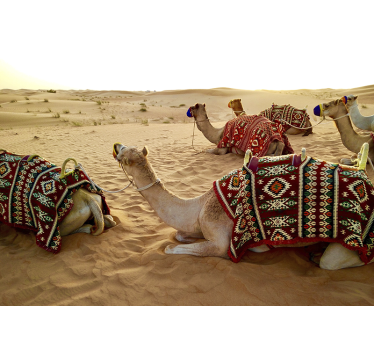 Fotomural desierto camellos en el desierto - TenVinilo