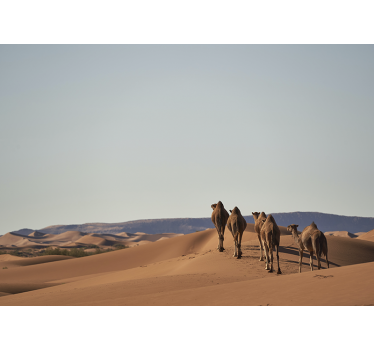 Fotomural desierto camellos del desierto - TenVinilo