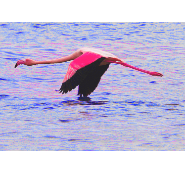 Fotomural animal flamenco en vuelo - TenVinilo