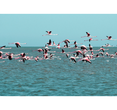 Fotomural animales flamencos sobre el agua - TenVinilo