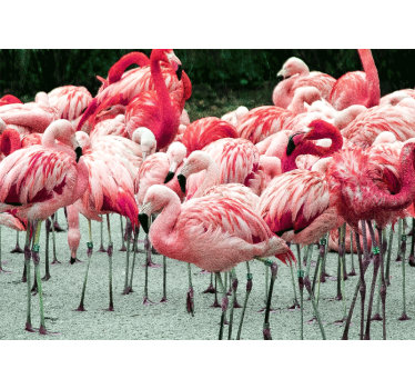 Fotomural animales bandada de flamencos - TenVinilo