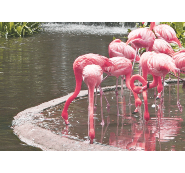 Fotomural animales ensamblaje de flamencos - TenVinilo