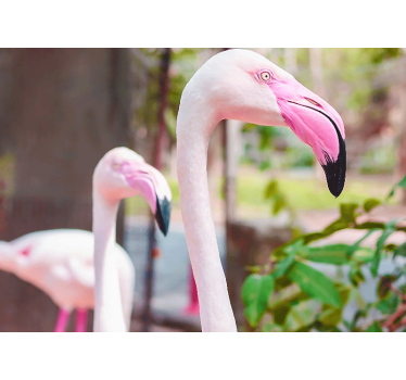 Fotomural animal pareja de flamencos elegantes - TenVinilo