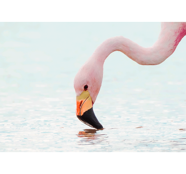 Fotomural animal reflejo de flamenco en el agua - TenVinilo