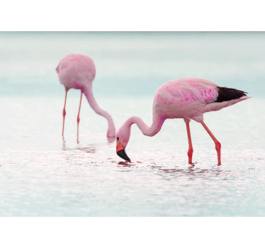 Fotomural animales escena de flamencos alimentándose - TenVinilo