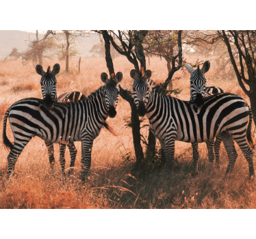 Fotomural animales cebras en la naturaleza - TenVinilo