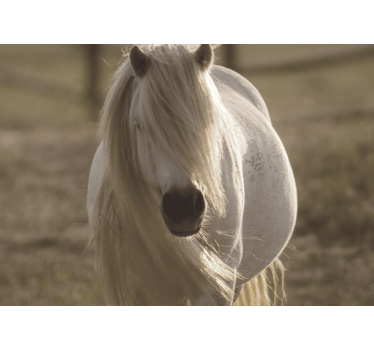 Fotomural animal corcel blanco regal - TenVinilo
