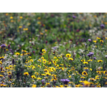 Mural de pared flores campo soleado de flores - TenVinilo
