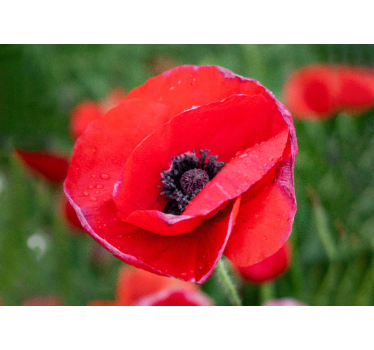 Fotomural de amapolas flor de amapola roja - TenVinilo