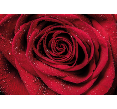 Mural de pared flores rosa con gotas de agua - TenVinilo