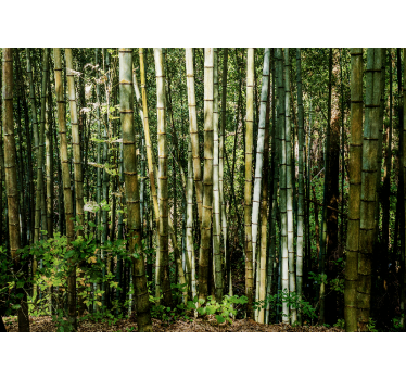 Fotomural bambú paisaje de bosque de bambú - TenVinilo