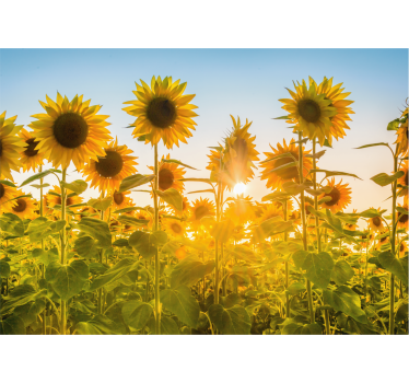 Mural de pared flores resplandor del campo de girasoles - TenVinilo