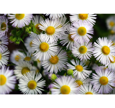 Mural de pared flores margaritas blancas encantadoras - TenVinilo