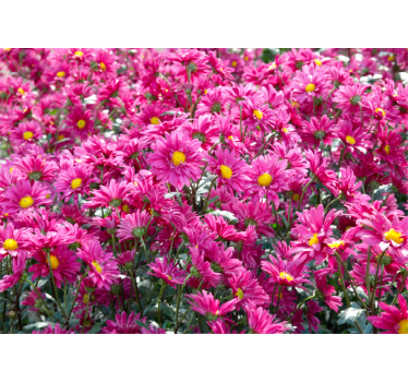Mural de pared flores explosión floral rosa - TenVinilo
