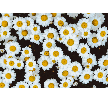 Mural de pared flores patrón floral de manzanilla - TenVinilo