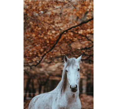 Fotomural animales majestuoso caballo blanco - TenVinilo