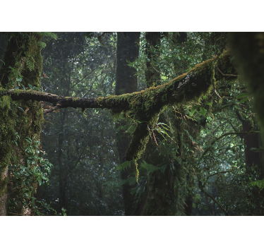 Fotomural bosque copas de árboles frondosos - TenVinilo