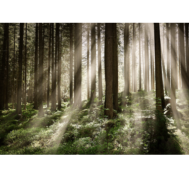 Fotomural bosque rayos luminosos del bosque - TenVinilo