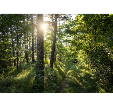 Fotomural naturaleza sendero luminoso en el bosque - TenVinilo