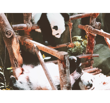 Fotomural animales escena de juego de pandas - TenVinilo