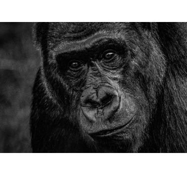 Fotomural animales gorila en primer plano - TenVinilo