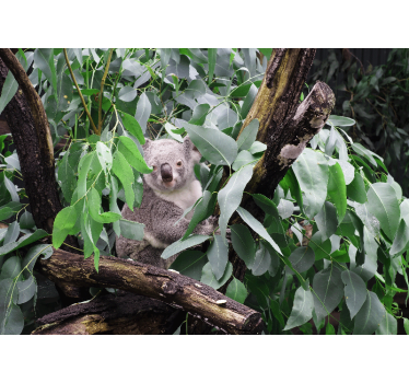 Fotomural animales koala entre hojas - TenVinilo