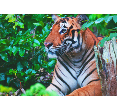 Fotomural selva tigre majestuoso mirando - TenVinilo