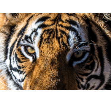 Fotomural animales tigre magnífico en primer plano - TenVinilo