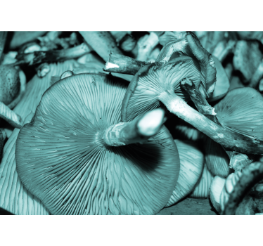 Fotomural naturaleza ramo de setas - TenVinilo