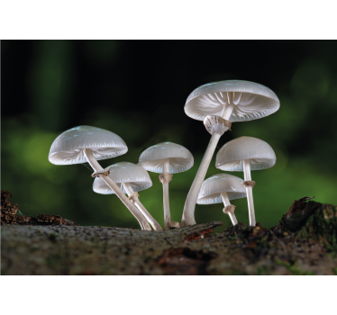 Fotomural naturaleza crecimiento de hongos en grupo - TenVinilo