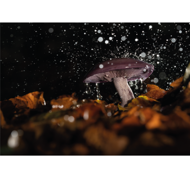 Fotomural naturaleza salpicadura de agua de champiñón - TenVinilo