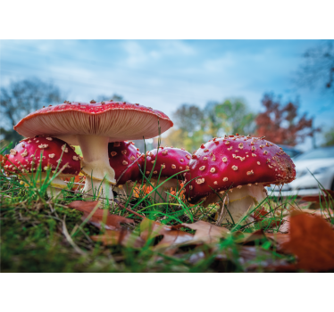 Fotomural naturaleza racimo de setas rojas - TenVinilo
