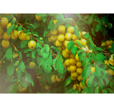 Mural de pared flores frutas en verde exuberante - TenVinilo