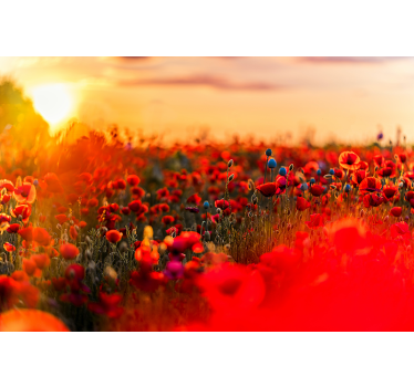 Fotomural de amapolas campo de primavera al atardecer - TenVinilo
