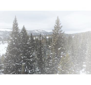 Fotomural naturaleza paisaje nevado de evergreens - TenVinilo