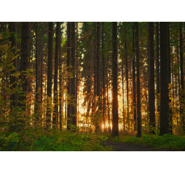 Papel pintado bosque siluetas de árboles al atardecer - TenVinilo