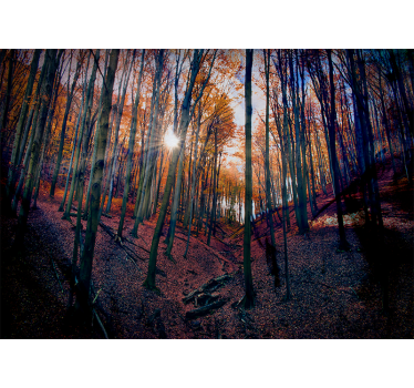 Fotomural bosque bosque de otoño soleado - TenVinilo