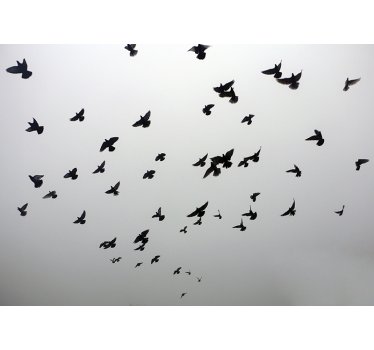 Fotomural animales pájaros negros voladores - TenVinilo